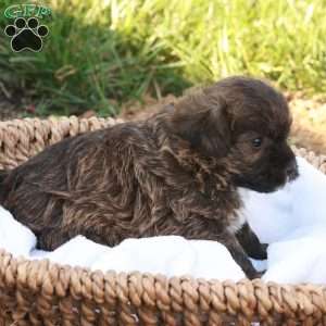 James, Jack-a-poo Puppy