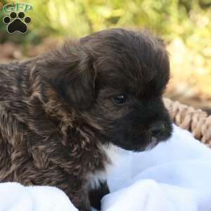 James, Jack-a-poo Puppy