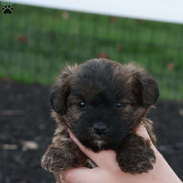 James, Jack-a-poo Puppy