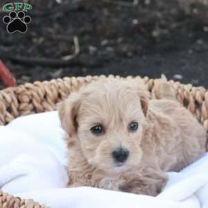 Hailey, Havapoo Puppy