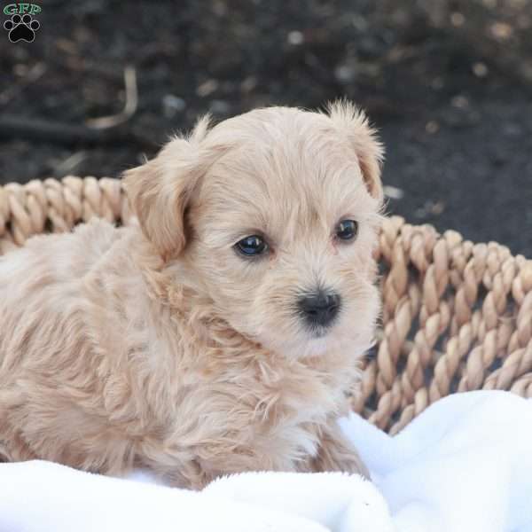 Hailey, Havapoo Puppy