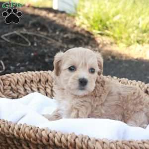 Hailey, Havapoo Puppy