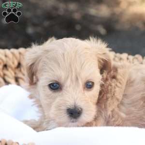 Hailey, Havapoo Puppy