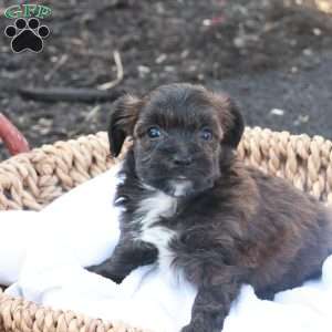 Hellen, Havapoo Puppy