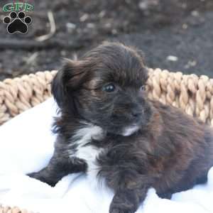 Hellen, Havapoo Puppy