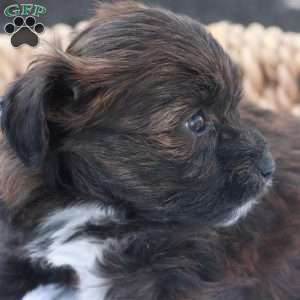 Hellen, Havapoo Puppy
