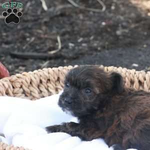Hellen, Havapoo Puppy
