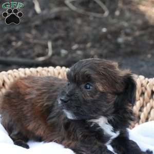 Hellen, Havapoo Puppy
