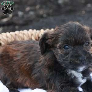 Hellen, Havapoo Puppy