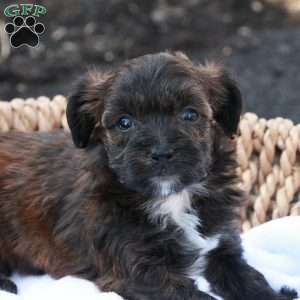 Hellen, Havapoo Puppy