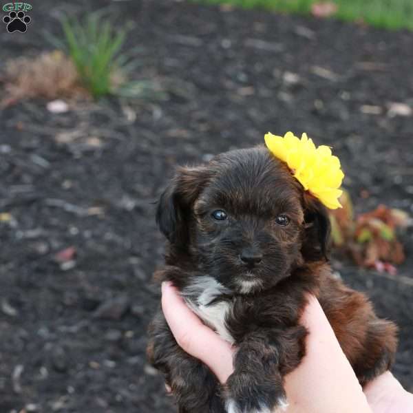 Hellen, Havapoo Puppy