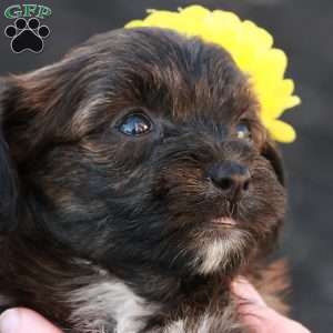 Hellen, Havapoo Puppy