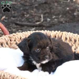 Holly, Havapoo Puppy