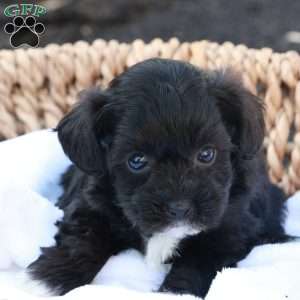 Holly, Havapoo Puppy