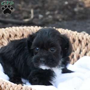 Holly, Havapoo Puppy