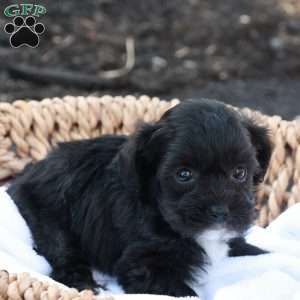 Holly, Havapoo Puppy