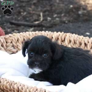 Holly, Havapoo Puppy