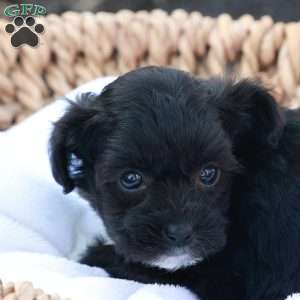 Holly, Havapoo Puppy