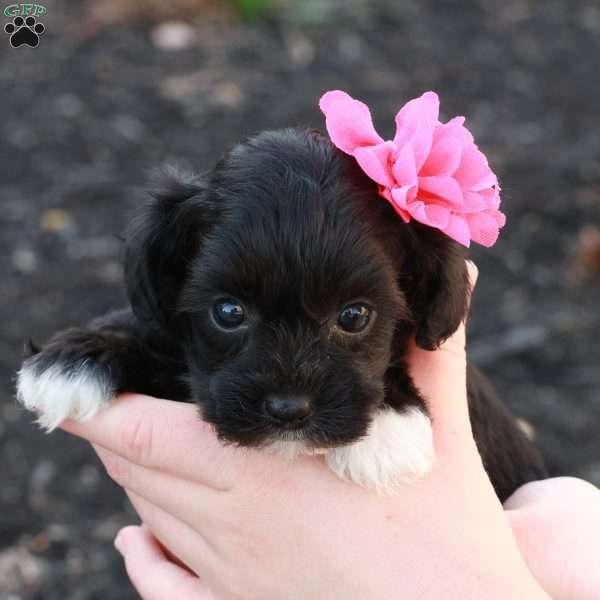 Holly, Havapoo Puppy