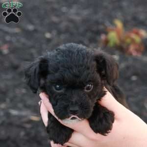 Harlen, Havapoo Puppy
