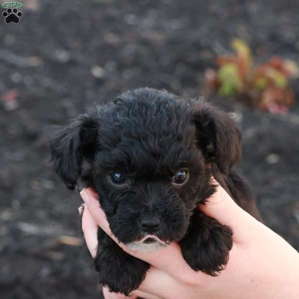 Harlen, Havapoo Puppy