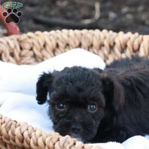 Harlen, Havapoo Puppy
