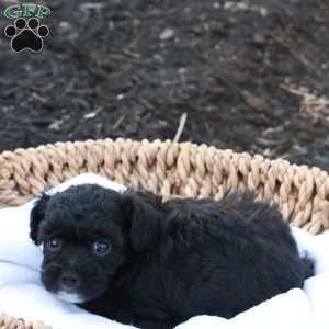 Harlen, Havapoo Puppy