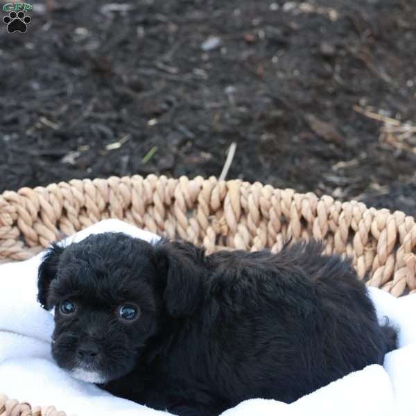 Harlen, Havapoo Puppy