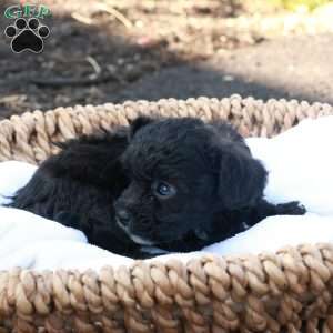 Harlen, Havapoo Puppy