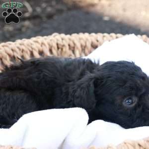 Harlen, Havapoo Puppy