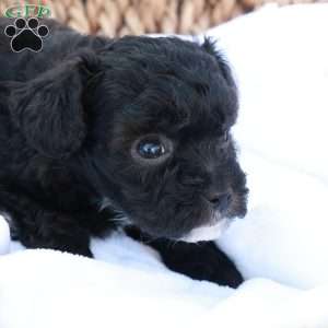 Harlen, Havapoo Puppy