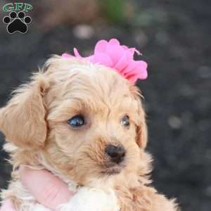 Hope, Havapoo Puppy