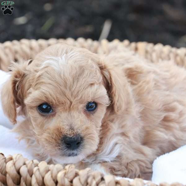 Hope, Havapoo Puppy