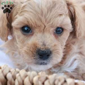 Hope, Havapoo Puppy