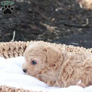 Hope, Havapoo Puppy