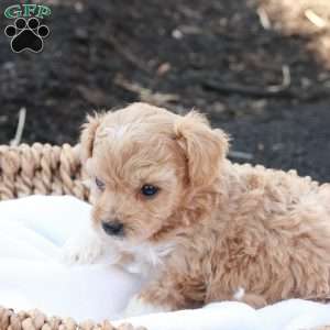 Hope, Havapoo Puppy
