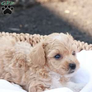 Hope, Havapoo Puppy