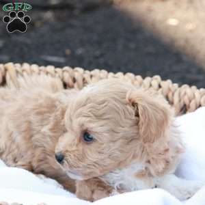Hope, Havapoo Puppy