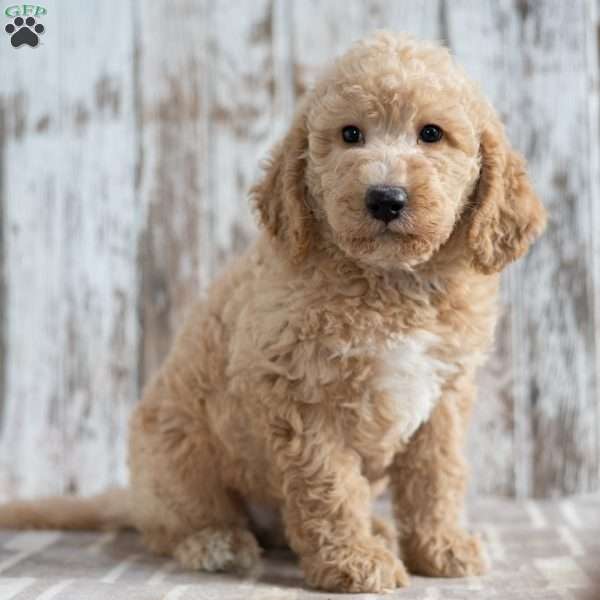 Trenton, Mini Labradoodle Puppy