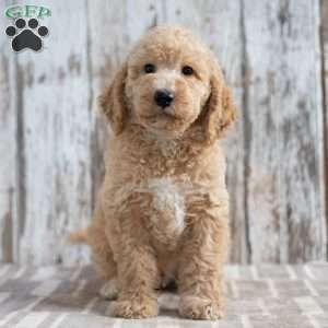 Trenton, Mini Labradoodle Puppy