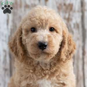 Trenton, Mini Labradoodle Puppy