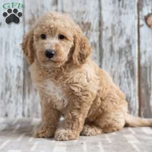 Trenton, Mini Labradoodle Puppy