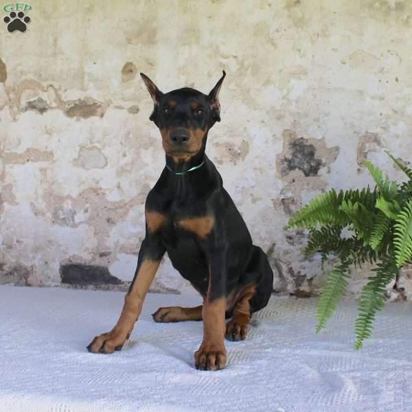 Spot, Doberman Pinscher Puppy
