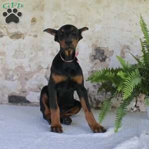 Sheila, Doberman Pinscher Puppy