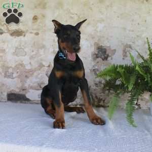 Simba, Doberman Pinscher Puppy