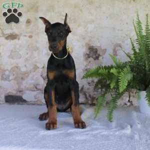 Sparky, Doberman Pinscher Puppy