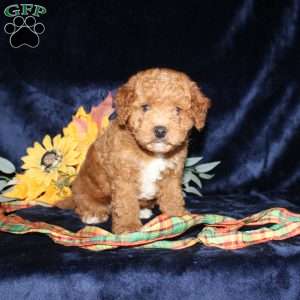 Abner, Mini Goldendoodle Puppy