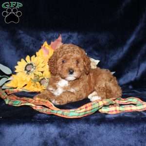 Alexis, Mini Goldendoodle Puppy