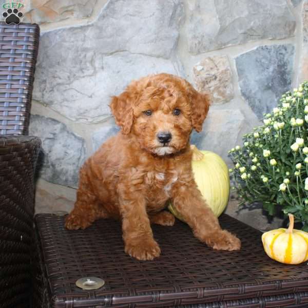 Teddy, Mini Aussiedoodle Puppy