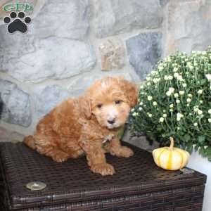 Tina, Mini Aussiedoodle Puppy